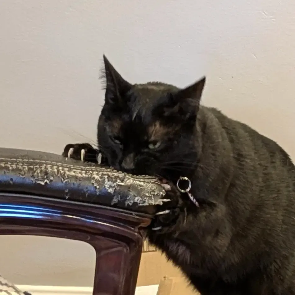 Black cat chewing on a leather chair armrest, holding on with both paws, with a blank look in his eyes