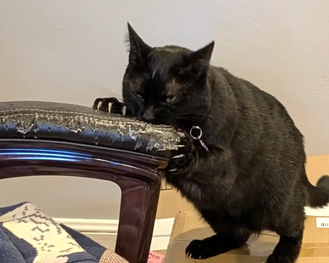 Black cat chewing on a leather chair armrest, holding on with both paws, with a blank look in his eyes